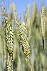 Image showing Field with cereal