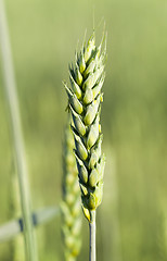 Image showing Field with cereal