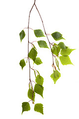 Image showing birch leaves on a white background