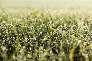 Image showing young grass plants, close-up