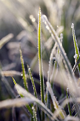 Image showing young grass plants, close-up