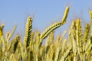 Image showing Field with cereal