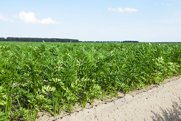 Image showing Field with carrot