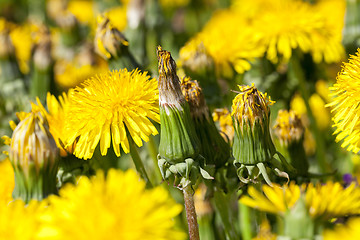 Image showing yellow dandelions in spring