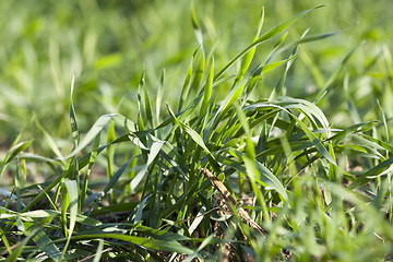 Image showing young grass plants, close-up