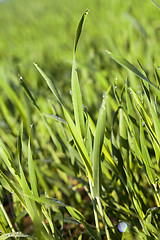 Image showing Field with cereal