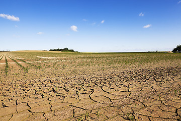 Image showing corn field. summer