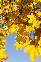 Image showing maple trees in the fall