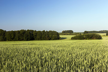 Image showing Field with cereal