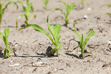 Image showing corn field. close-up