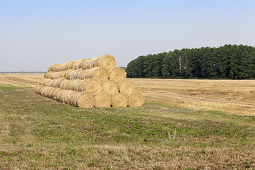 Image showing gathering the wheat harvest