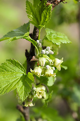 Image showing spring flowering currant