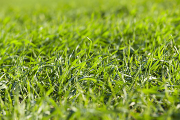 Image showing young grass plants, close-up