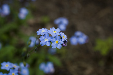 Image showing forget-me-not
