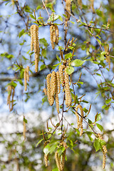 Image showing Young leaves of birch