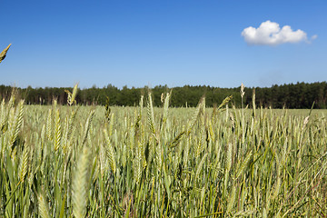 Image showing Field with cereal