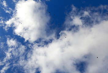 Image showing birds flying in the sky