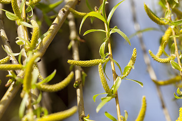 Image showing trees in the spring