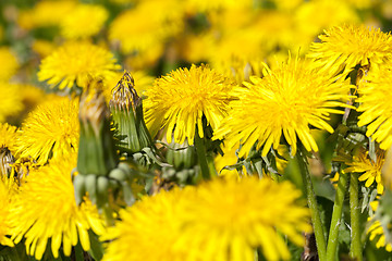 Image showing yellow dandelions in spring