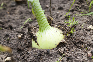 Image showing green onions in the field