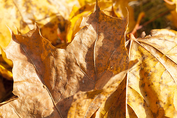 Image showing maple trees in the fall