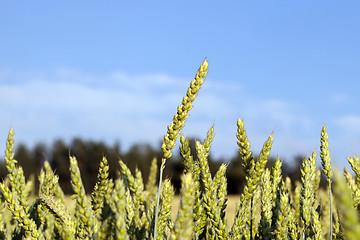 Image showing Field with cereal