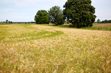 Image showing cereal field with spikelets of ripe rye or wheat