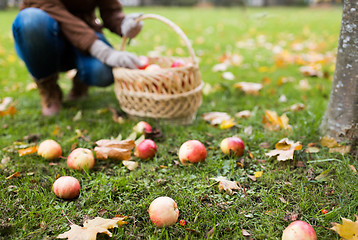 Image showing woman with basket picking apples at autumn garden