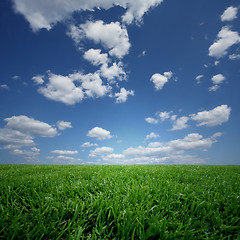 Image showing Green Field