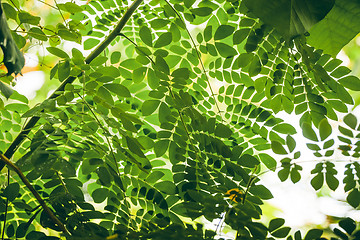 Image showing Tropical vegetation with green leaves