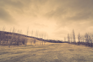 Image showing Bare trees on a field with grass