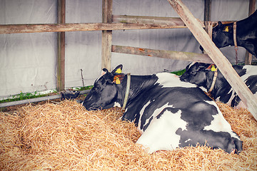 Image showing Cows lying in hay