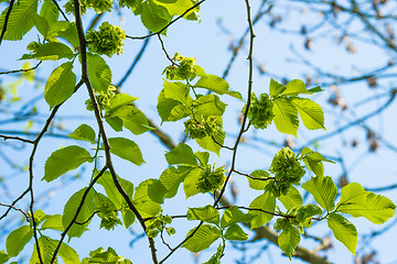 Image showing Green leaves on a elm tree