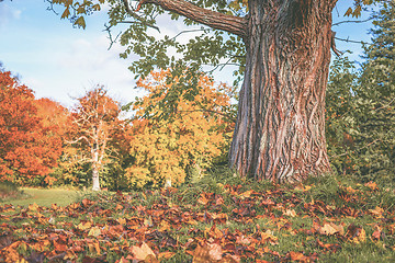 Image showing Autumn scenery with a large tree