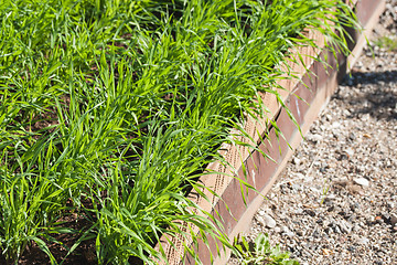 Image showing Green grass growing in a garden