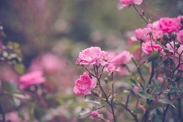 Image showing Garden with romantic pink roses