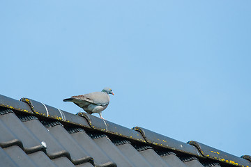 Image showing Pigeon on a rooftop in blue sky