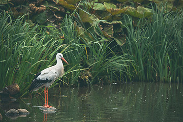 Image showing White stork in a river