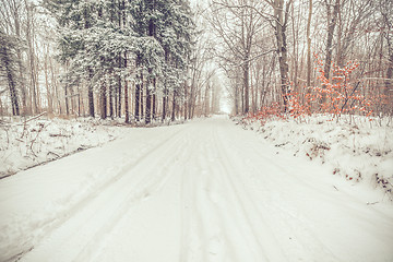 Image showing Road in a snowy forest