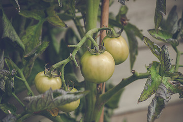 Image showing Green tomatoes on a plant