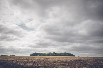 Image showing Small forest on a rural field