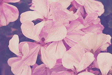 Image showing Violet flowers in vintage colors