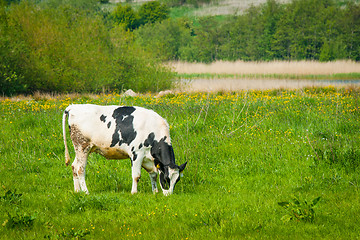 Image showing Grazing cow on a green field