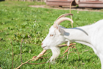 Image showing White goat with horns
