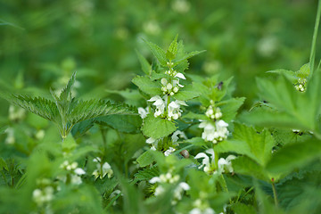 Image showing Green nettles with white flowers