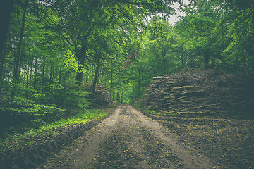 Image showing Muddy forest trail with stacks of wood