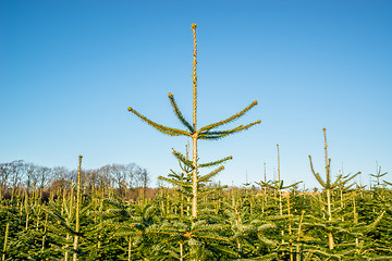 Image showing Pine treetops at a plantation