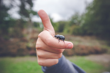 Image showing Beetle on a hand giving thumbs up