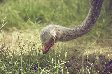 Image showing Ostrich looking for food in the grass