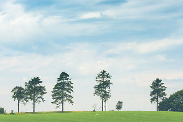 Image showing Pine trees on a row